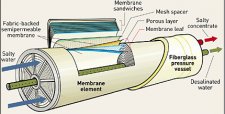 membrane web